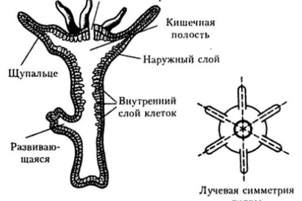 Ссылки даркнет